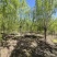 垂柳柳树，10-30公分，专业苗圃基地种植，移栽易成活