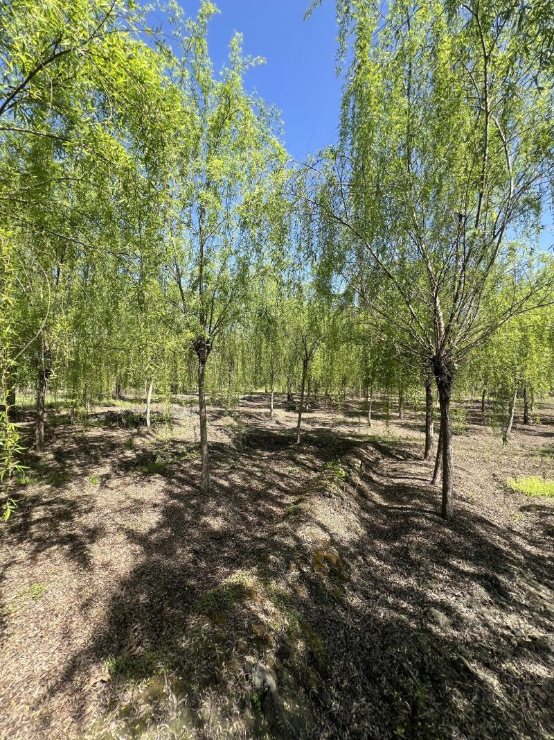 垂柳柳树，10-30公分，专业苗圃基地种植，移栽易成活