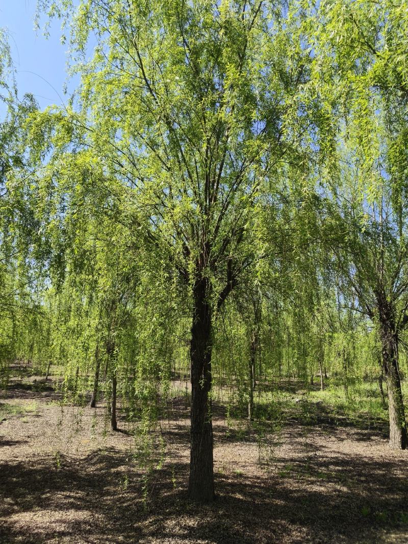 垂柳柳树，10-30公分，专业苗圃基地种植，移栽易成活