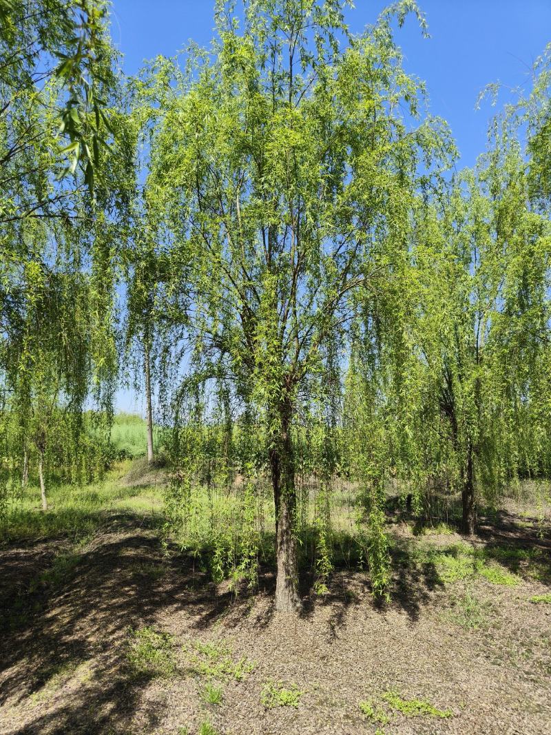 垂柳柳树，10-30公分，专业苗圃基地种植，移栽易成活