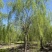 垂柳柳树，10-30公分，专业苗圃基地种植，移栽易成活