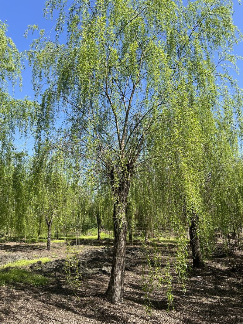 垂柳柳树，10-30公分，专业苗圃基地种植，移栽易成活