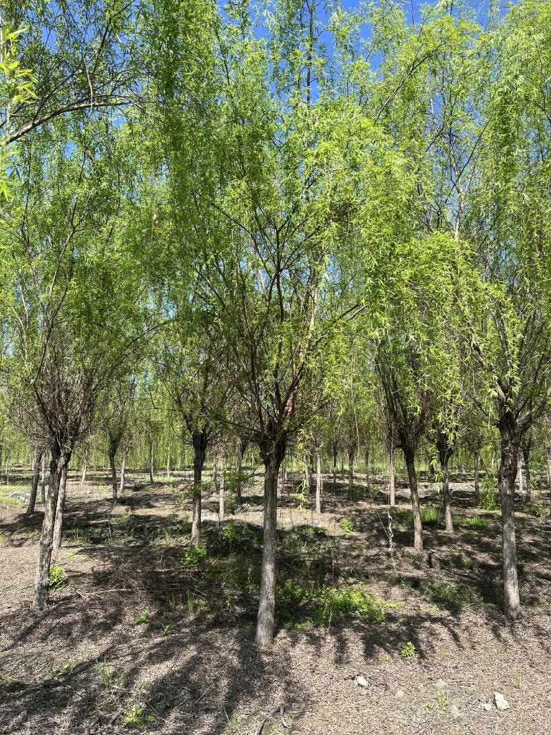 垂柳柳树，10-30公分，专业苗圃基地种植，移栽易成活