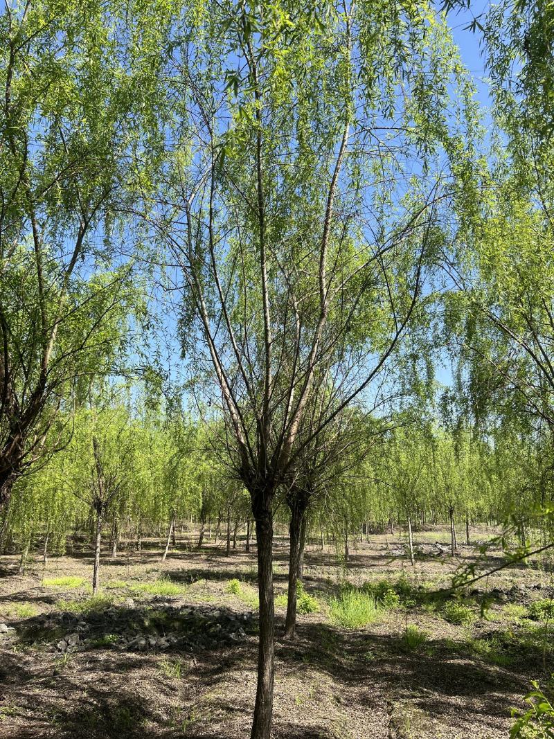 垂柳柳树，10-30公分，专业苗圃基地种植，移栽易成活
