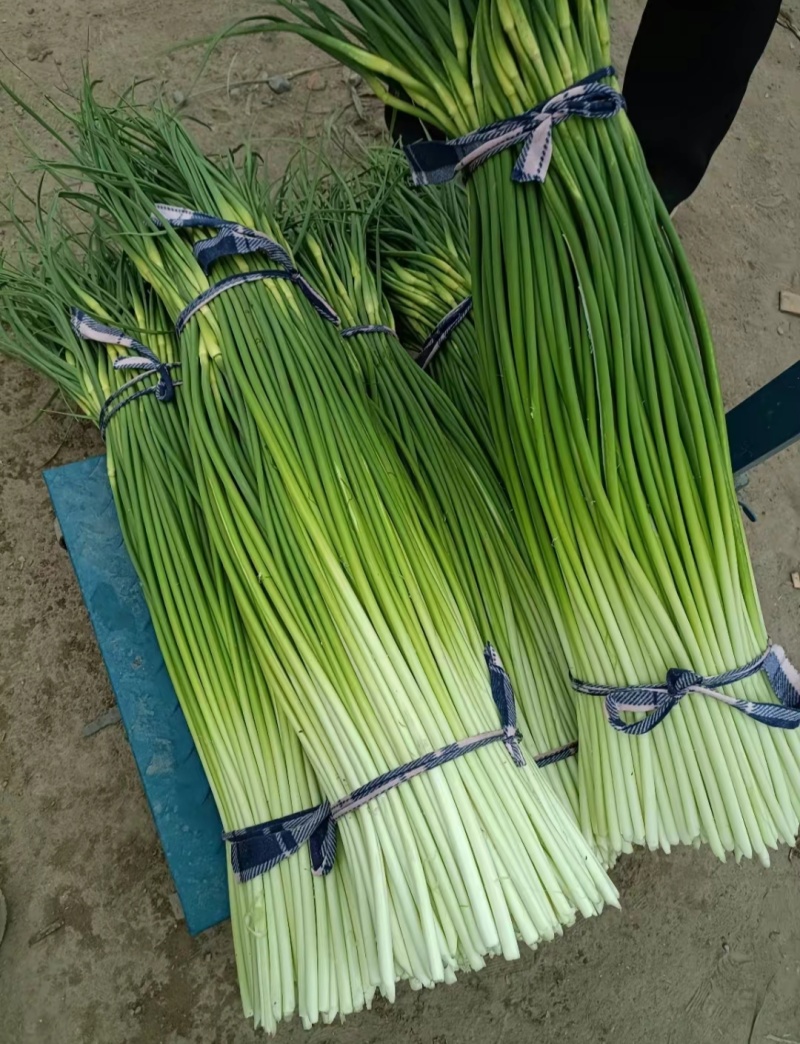 河南白帽蒜薹，干苔无泡水，产地一手货源，代收代发全国各地