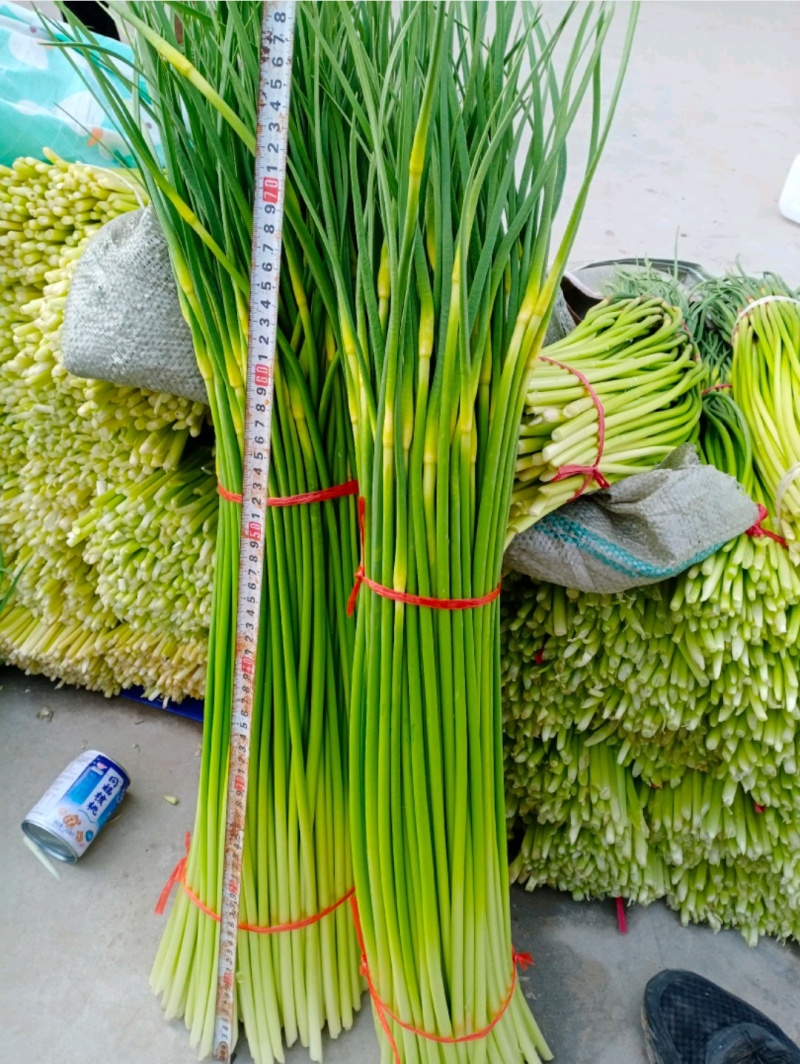 河南白帽蒜薹，干苔无泡水，产地一手货源，代收代发全国各地