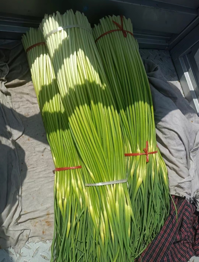 河南白帽蒜薹，干苔无泡水，产地一手货源，代收代发全国各地
