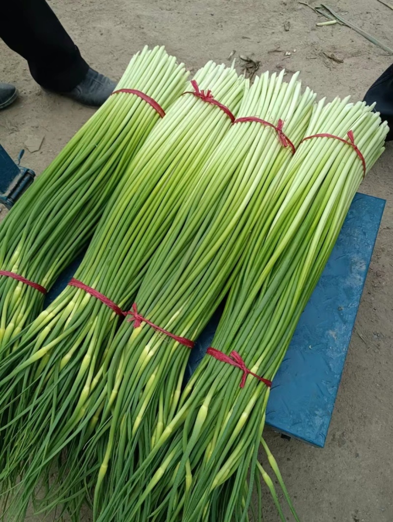 河南白帽蒜薹，干苔无泡水，产地一手货源，代收代发全国各地
