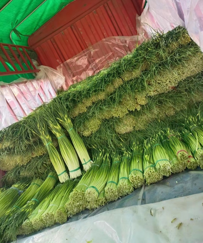 河南白帽蒜薹，干苔无泡水，产地一手货源，代收代发全国各地