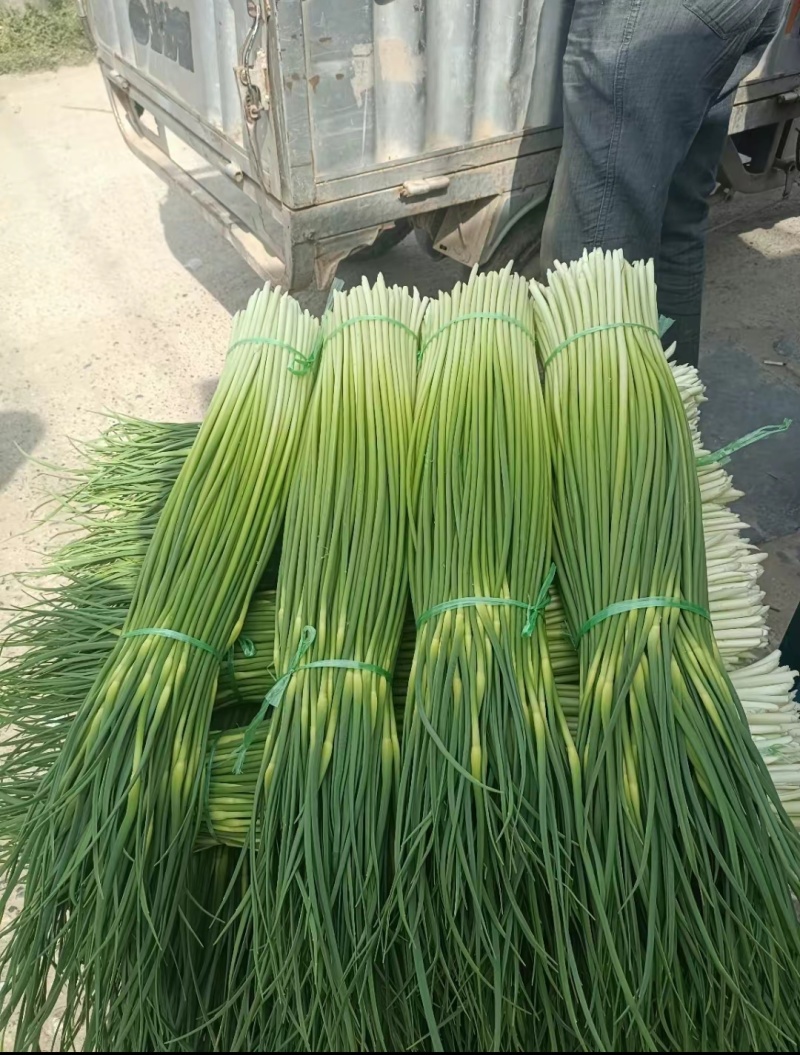 河南白帽蒜薹，干苔无泡水，产地一手货源，代收代发全国各地
