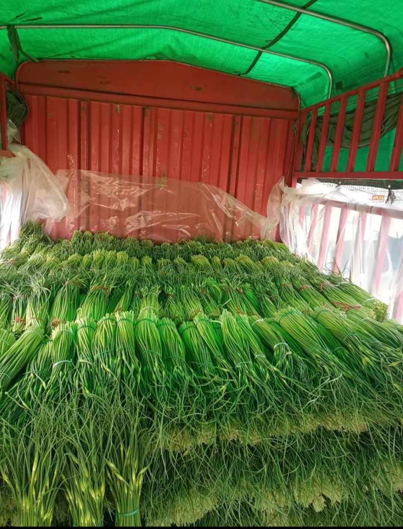 河南白帽蒜薹，干苔无泡水，产地一手货源，代收代发全国各地
