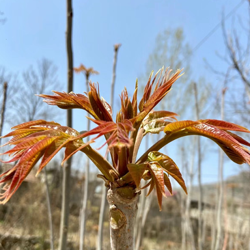 头茬红香椿芽