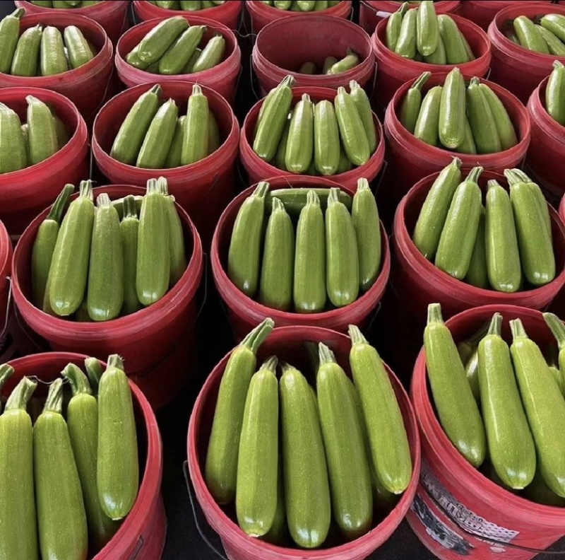 西葫芦大棚西葫芦广西优质西葫芦大量货源供应欢迎采购
