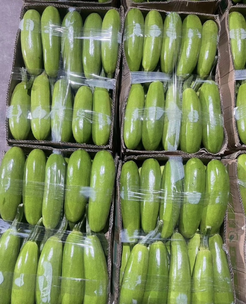 西葫芦大棚西葫芦广西优质西葫芦大量货源供应欢迎采购