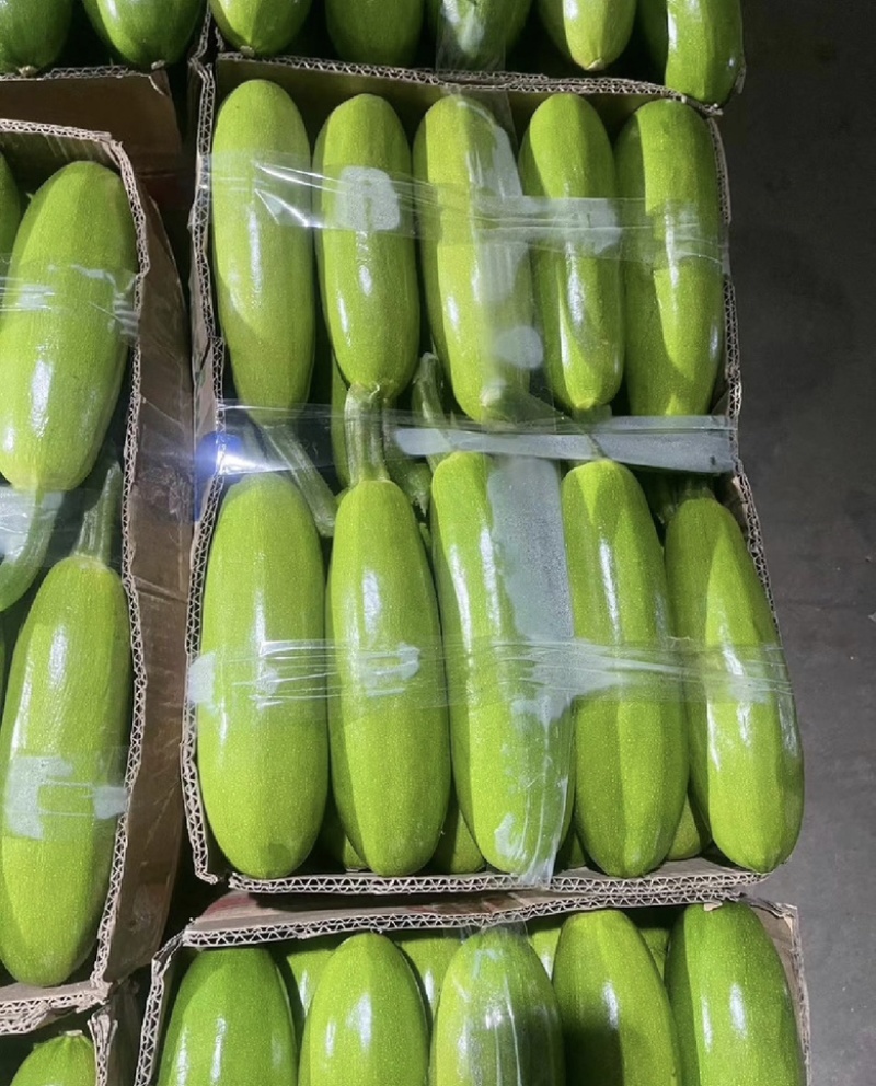西葫芦大棚西葫芦广西优质西葫芦大量货源供应欢迎采购