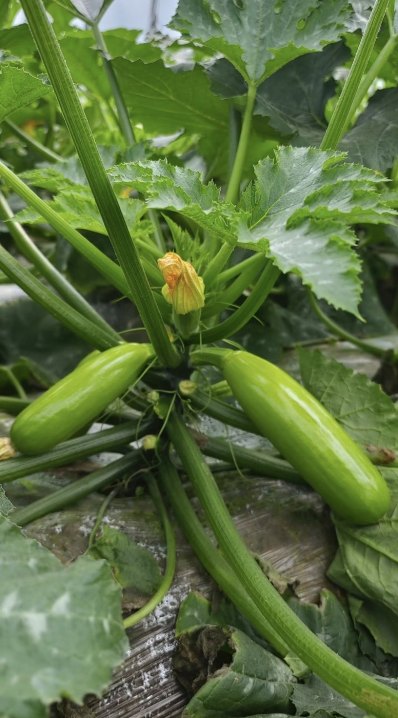 西葫芦大棚西葫芦广西优质西葫芦大量货源供应欢迎采购