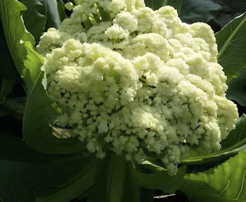 山东潍坊寿光有机菜花苗65天绿梗花菜苗小米粒大米粒花菜苗