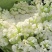 山东潍坊寿光有机菜花苗65天绿梗花菜苗小米粒大米粒花菜苗