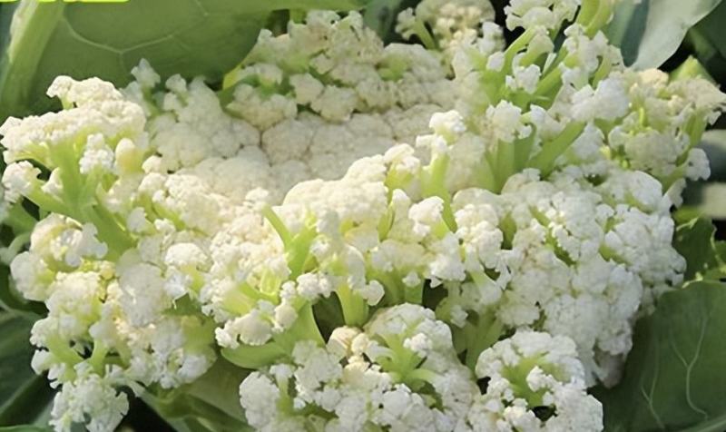 山东潍坊寿光有机菜花苗65天绿梗花菜苗小米粒大米粒花菜苗