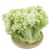 山东潍坊寿光有机菜花苗65天绿梗花菜苗小米粒大米粒花菜苗