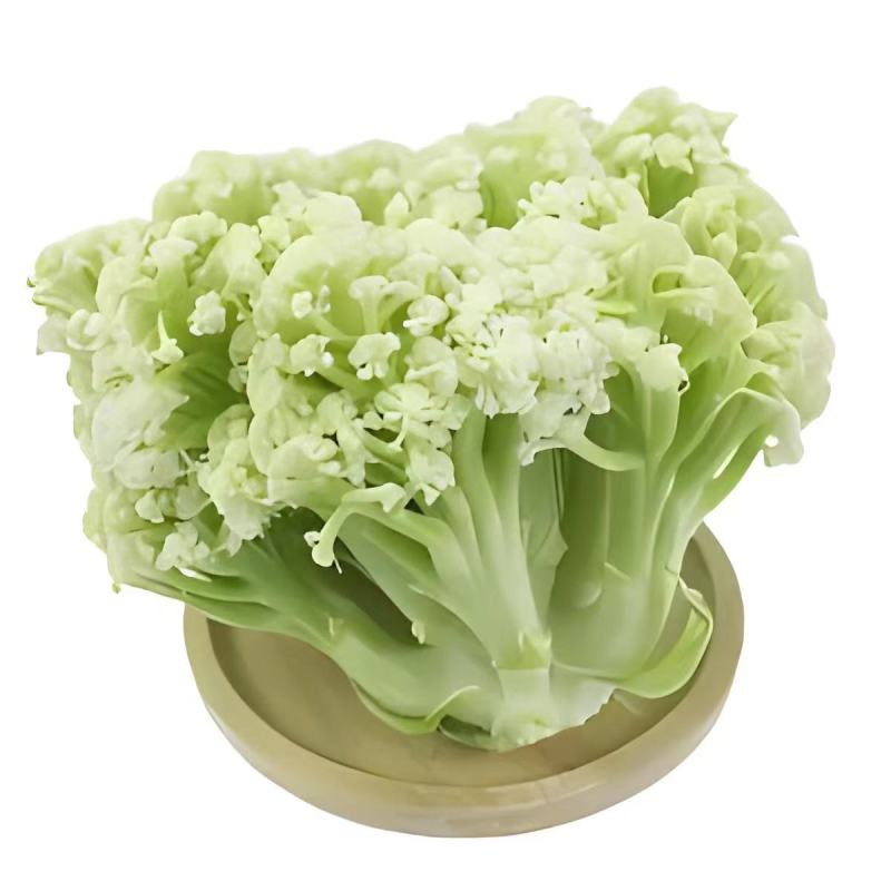 山东潍坊寿光有机菜花苗65天绿梗花菜苗小米粒大米粒花菜苗