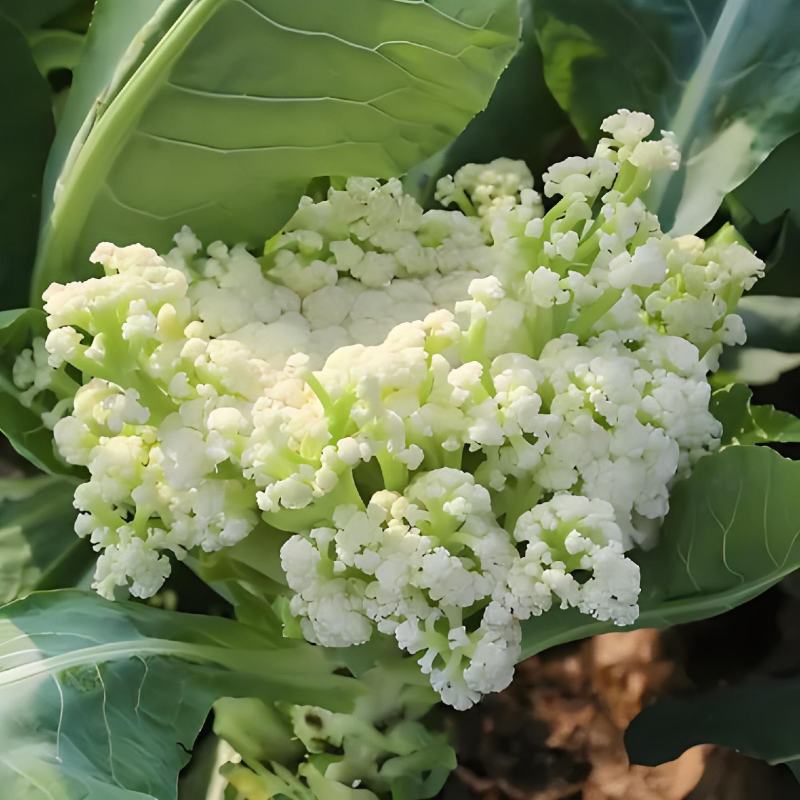 山东潍坊寿光有机菜花苗65天绿梗花菜苗小米粒大米粒花菜苗
