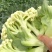 山东潍坊寿光有机菜花苗65天绿梗花菜苗小米粒大米粒花菜苗