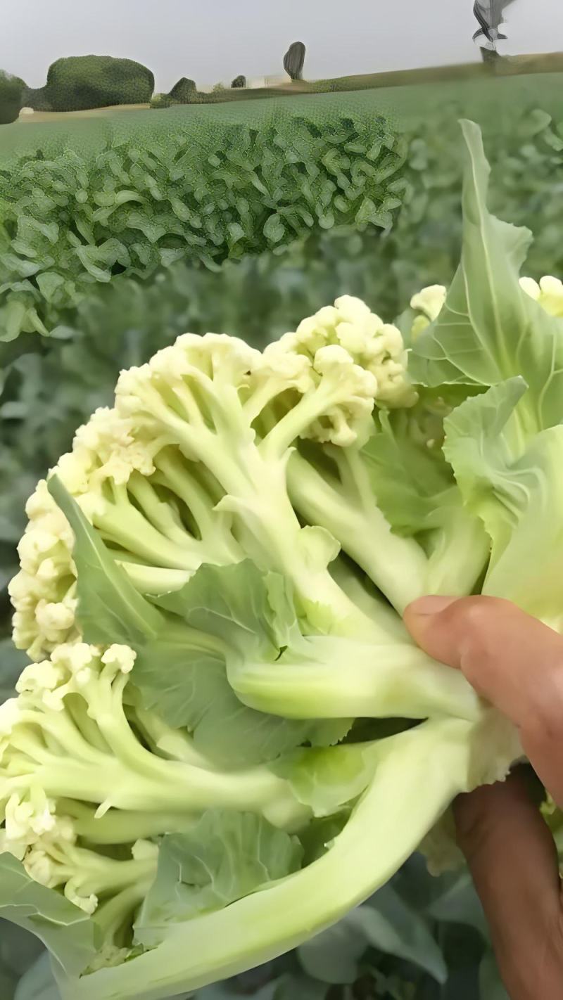 山东潍坊寿光有机菜花苗65天绿梗花菜苗小米粒大米粒花菜苗