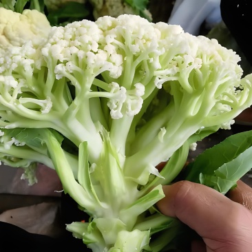 山东潍坊寿光有机菜花苗65天绿梗花菜苗小米粒大米粒花菜苗