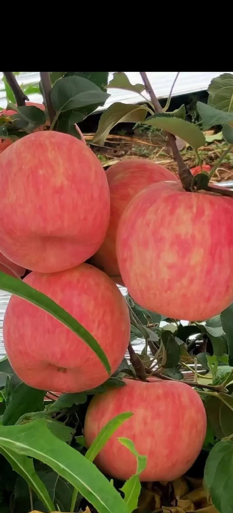 秦脆自根砧矮化苹果树苗还有8.9万棵，2万起
