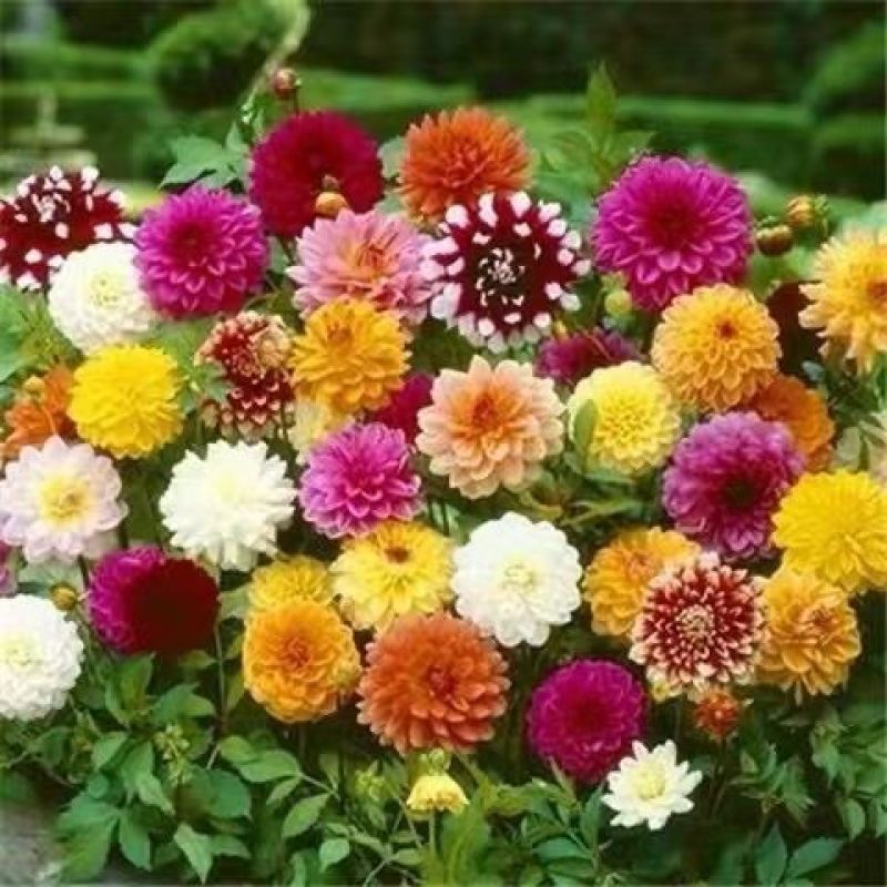 大丽花种球根地瓜花种球四季开花多年生室内庭院阳台花卉盆栽
