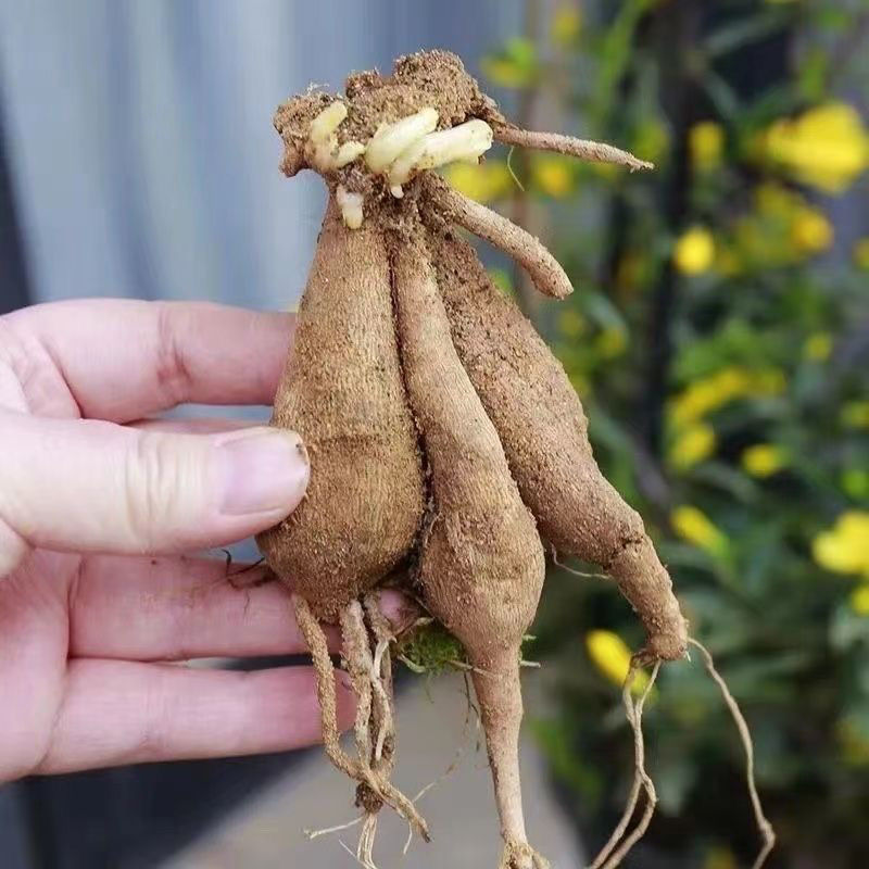 大丽花种球根地瓜花种球四季开花多年生室内庭院阳台花卉盆栽