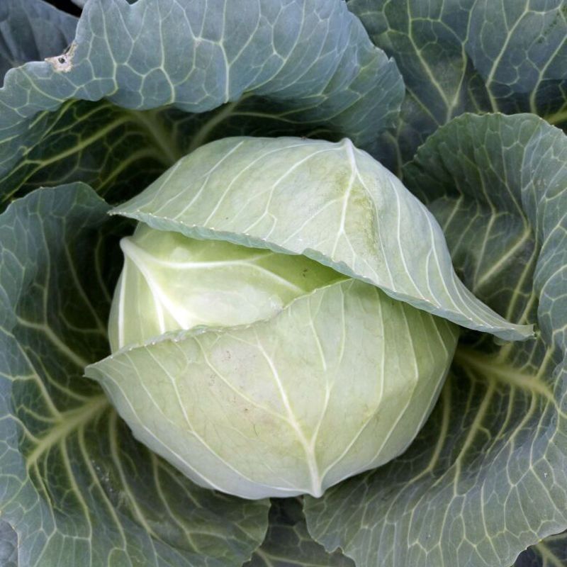 抗热绿甘60甘蓝种子耐热绿甘蓝包心菜圆白菜籽春夏秋播蔬菜