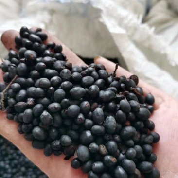 水蜡籽水腊籽播种苗树籽饱满均匀
