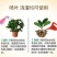 磷酸二氢钾99%保花保果全水溶抗冻抗逆