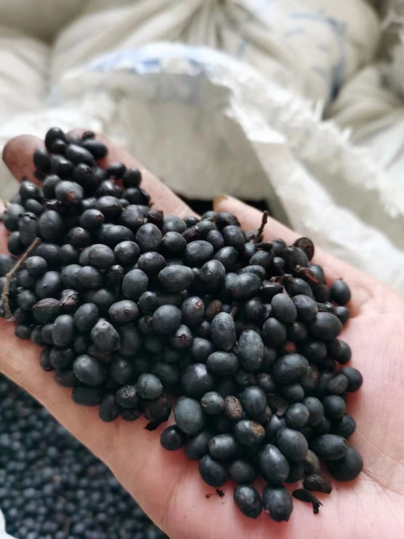 水蜡籽水腊籽播种苗树籽饱满均匀