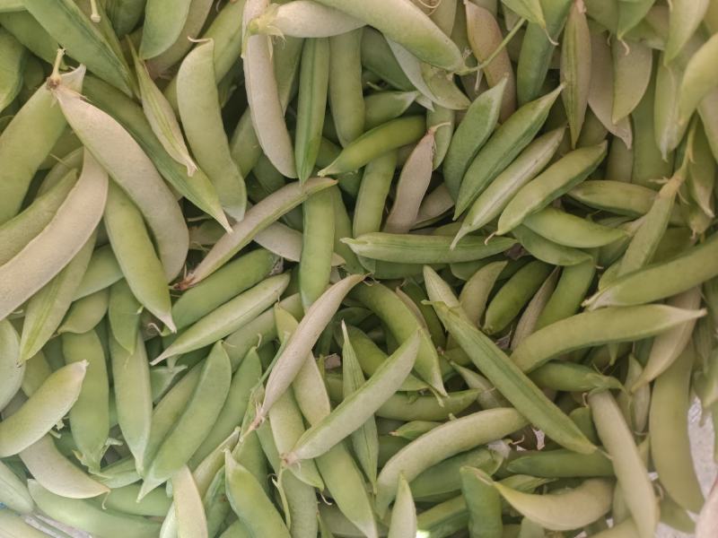 大白豌豆荚，现货