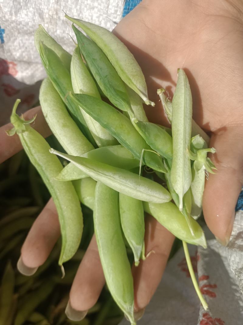 大白豌豆荚，现货