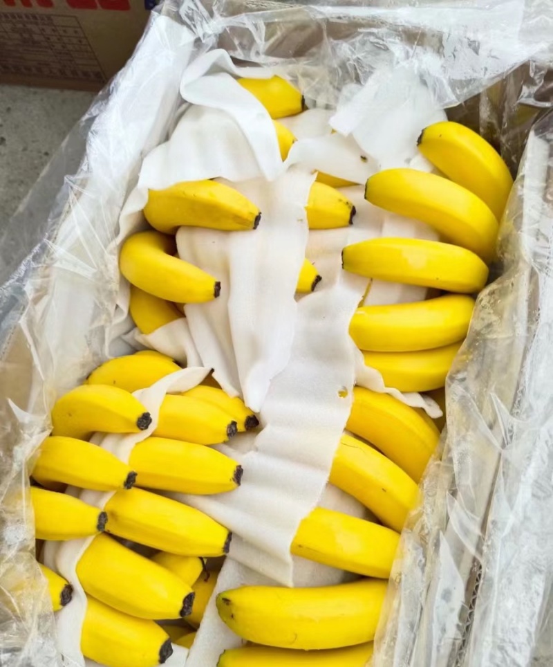 精品二黄蕉，品质就这品质，保质保量，品质嘎嘎硬，色泽金黄