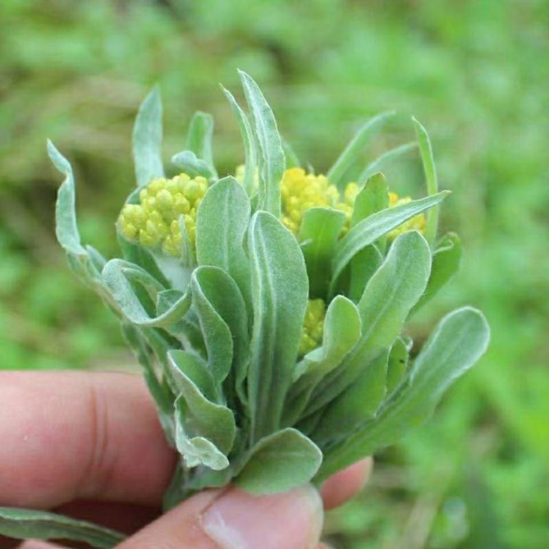 水蜜花，鼠曲草，