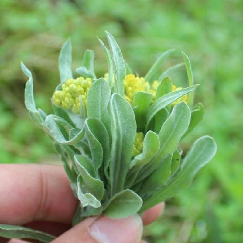 水蜜花，鼠曲草，