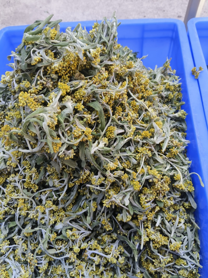 水蜜花，鼠曲草，