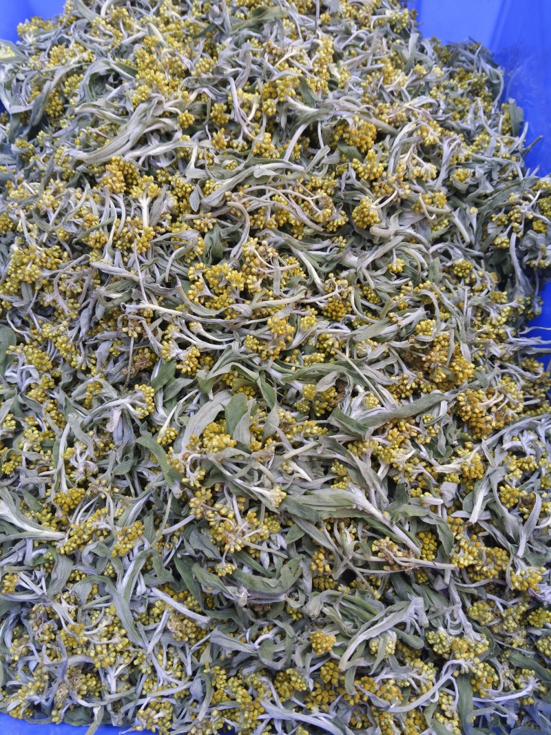 水蜜花，鼠曲草，