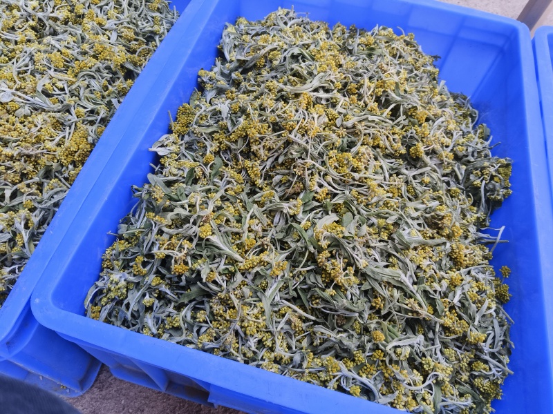 水蜜花，鼠曲草，