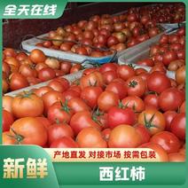 云南蒙自精品西红柿，石头番茄，大量上市，产地直发量大从优