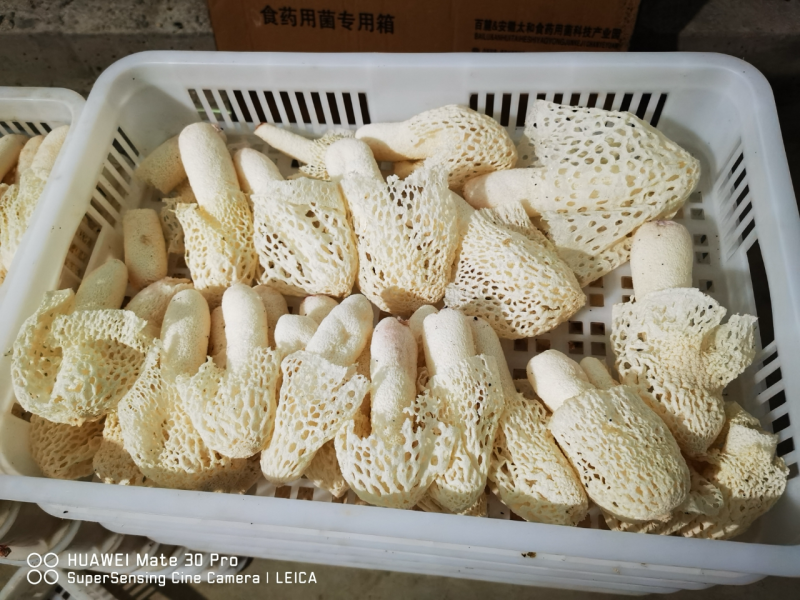 安徽红托竹荪，头茬货基地直发无中间商，欢迎合作，量大从优