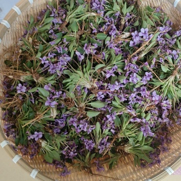 野生紫花地丁
