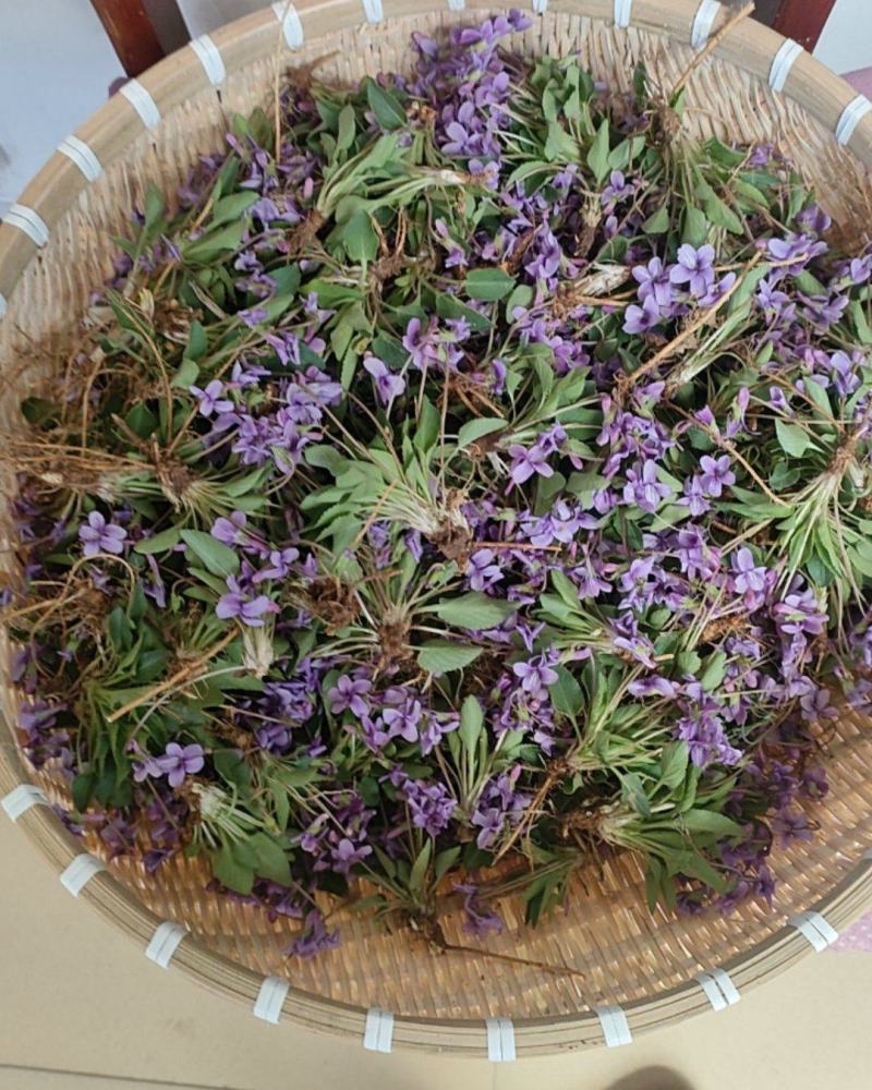 野生紫花地丁