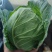 甘蓝包菜
