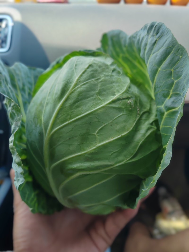 甘蓝包菜